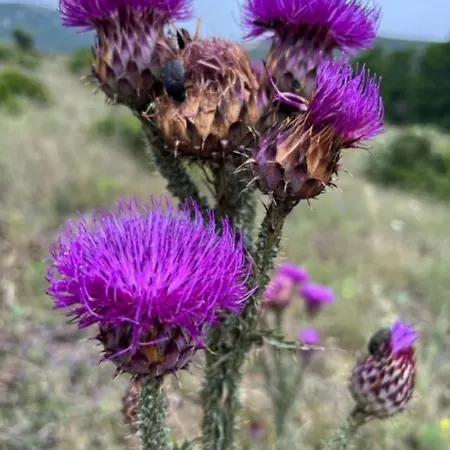 Luxueuse Villa, Hyper Centre Port De Vecchio Villa