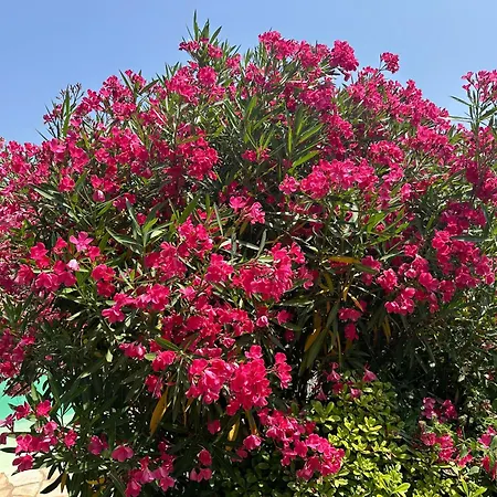 Villa Luxueuse Villa, Hyper Centre Port De Vecchio