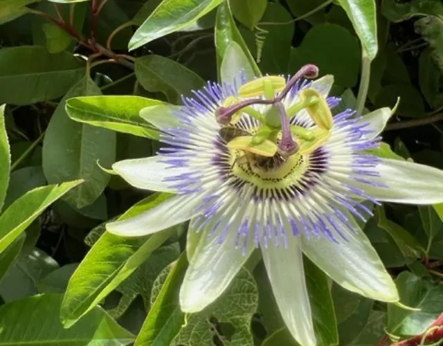 Luxueuse Villa, Hyper Centre Port De Vecchio * 维琪奥港