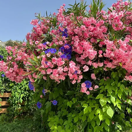 Luxueuse Villa, Hyper Centre Port De Vecchio