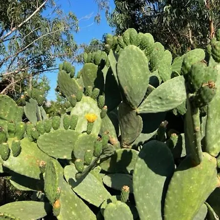 Luxueuse Villa, Hyper Centre Port De Vecchio