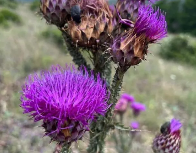 Luxueuse Villa, Hyper Centre Port De Vecchio Villa